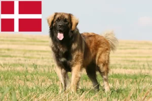 Read more about the article Criadores de Leonberger e cachorros na Dinamarca