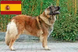 Read more about the article Criadores de Leonberger e cachorros em Espanha