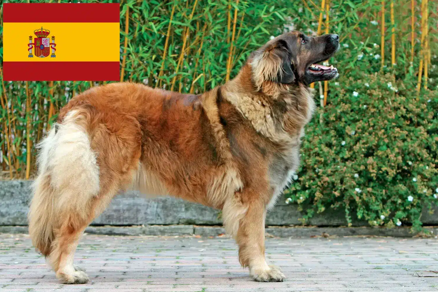 Leonberger cachorros e criador Espanha Aqui pode encontrar criadores de Leonberger em Espanha.