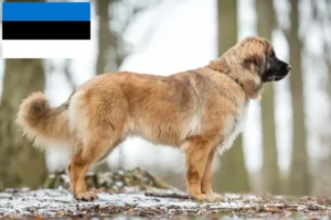 Read more about the article Criadores de Leonberger e cachorros na Estónia