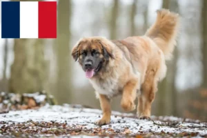 Read more about the article Criadores de Leonberger e cachorros em França