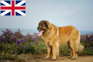 Read more about the article Criadores de Leonberger e cachorros na Grã-Bretanha