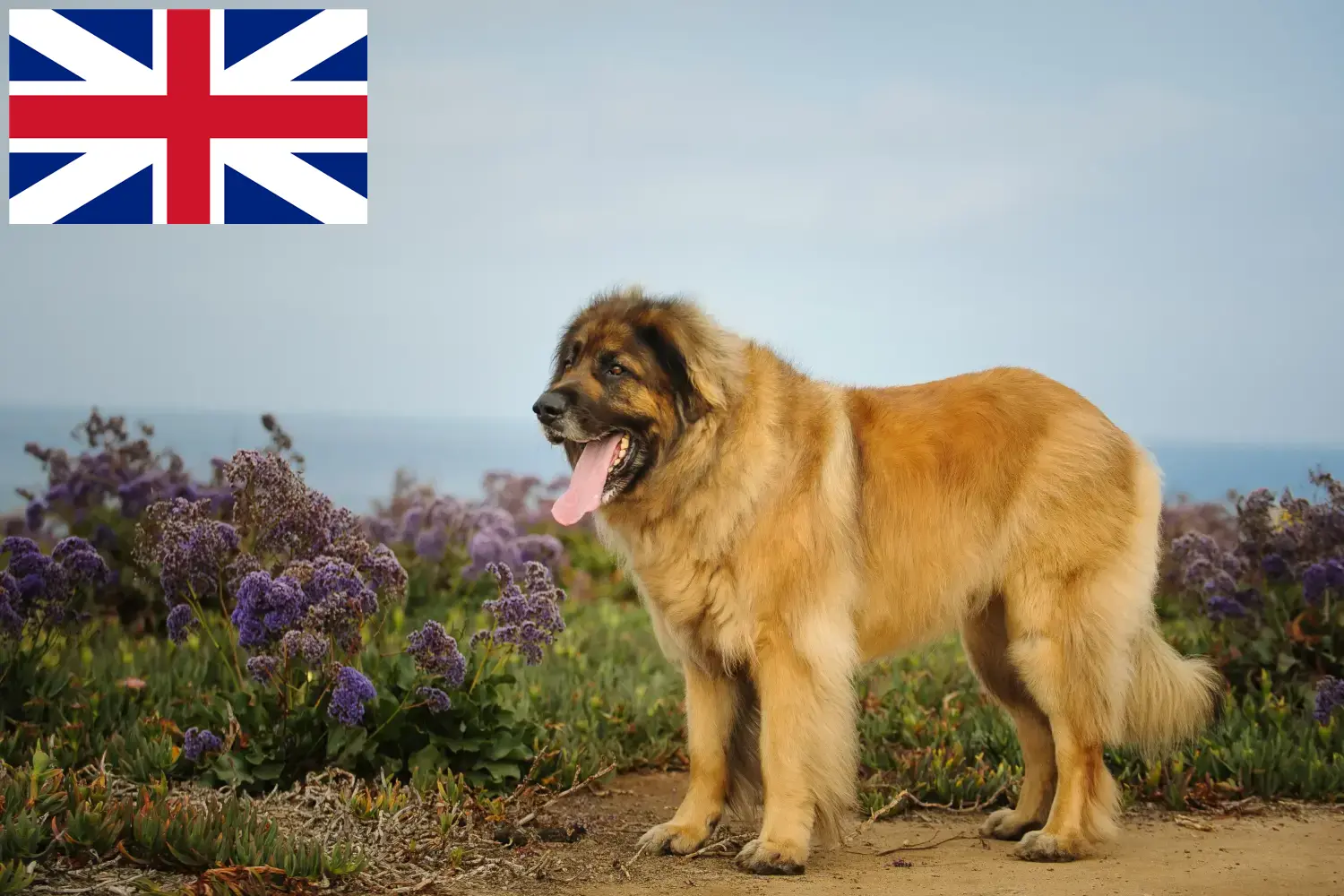 Read more about the article Criadores de Leonberger e cachorros na Grã-Bretanha
