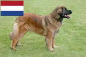 Read more about the article Criadores de Leonberger e cachorros nos Países Baixos