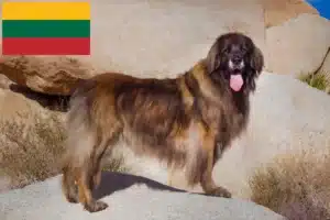 Read more about the article Criadores de Leonberger e cachorros na Lituânia