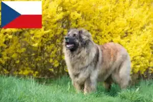 Read more about the article Criadores de Leonberger e cachorros na República Checa