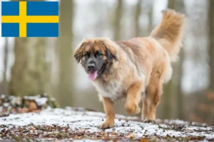 Read more about the article Criadores de Leonberger e cachorros na Suécia
