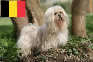 Read more about the article Criadores de Lhasa Apso e cachorros na Bélgica