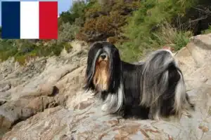 Read more about the article Criadores de Lhasa Apso e cachorros em França