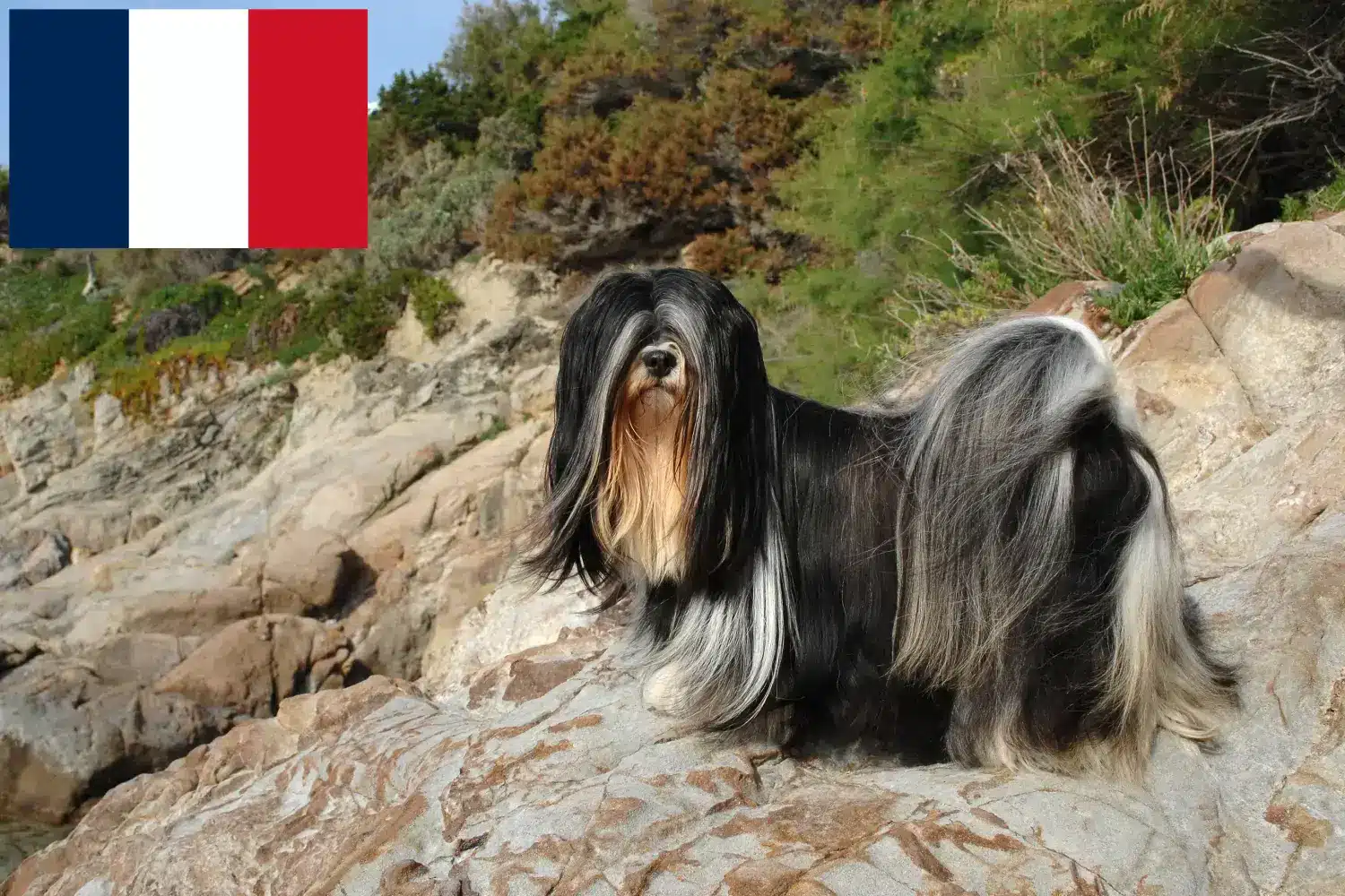 Lhasa Apso cachorros e criadores França Aqui pode encontrar criadores de Lhasa Apsos em França.