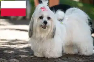 Read more about the article Criadores de Lhasa Apso e cachorros na Polónia