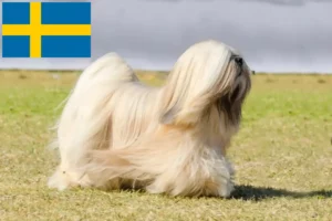 Read more about the article Criadores de Lhasa Apso e cachorros na Suécia