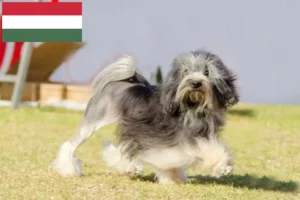 Read more about the article Criadores de Löwchen e cachorros na Hungria