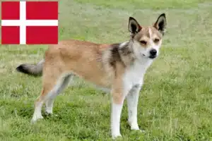 Read more about the article Criadores de Lundehund norueguês e cachorros na Dinamarca