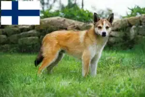 Read more about the article Criadores de Lundehund norueguês e cachorros na Finlândia
