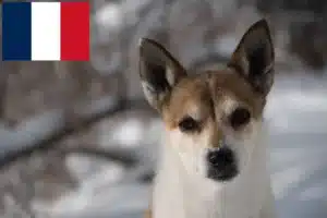 Read more about the article Criadores de Lundehund norueguês e cachorros em França
