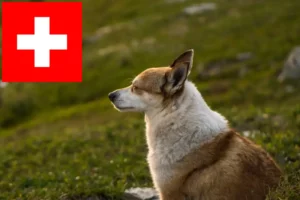Read more about the article Criadores de Lundehund norueguês e cachorros na Suíça
