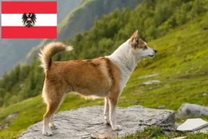 Read more about the article Criadores de Lundehund norueguês e cachorros na Áustria