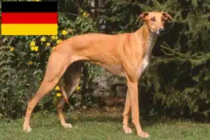Read more about the article Magyar Agar criadores e cachorros na Alemanha