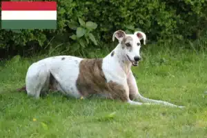 Read more about the article Magyar Agar criadores e cachorros na Hungria