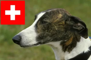 Read more about the article Criadores de Magyar Agar e cachorros na Suíça