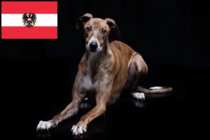 Read more about the article Magyar Agar criadores e cachorros na Áustria