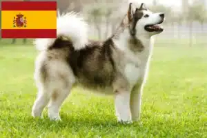 Read more about the article Criadores e cachorros de Malamute do Alasca em Espanha
