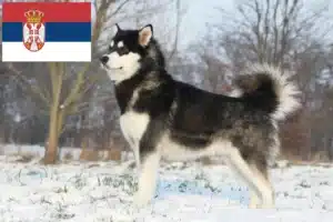 Read more about the article Criadores de Malamute do Alasca e cachorros na Sérvia