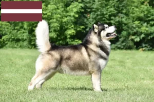Read more about the article Criadores de Malamute do Alasca e cachorros na Letónia