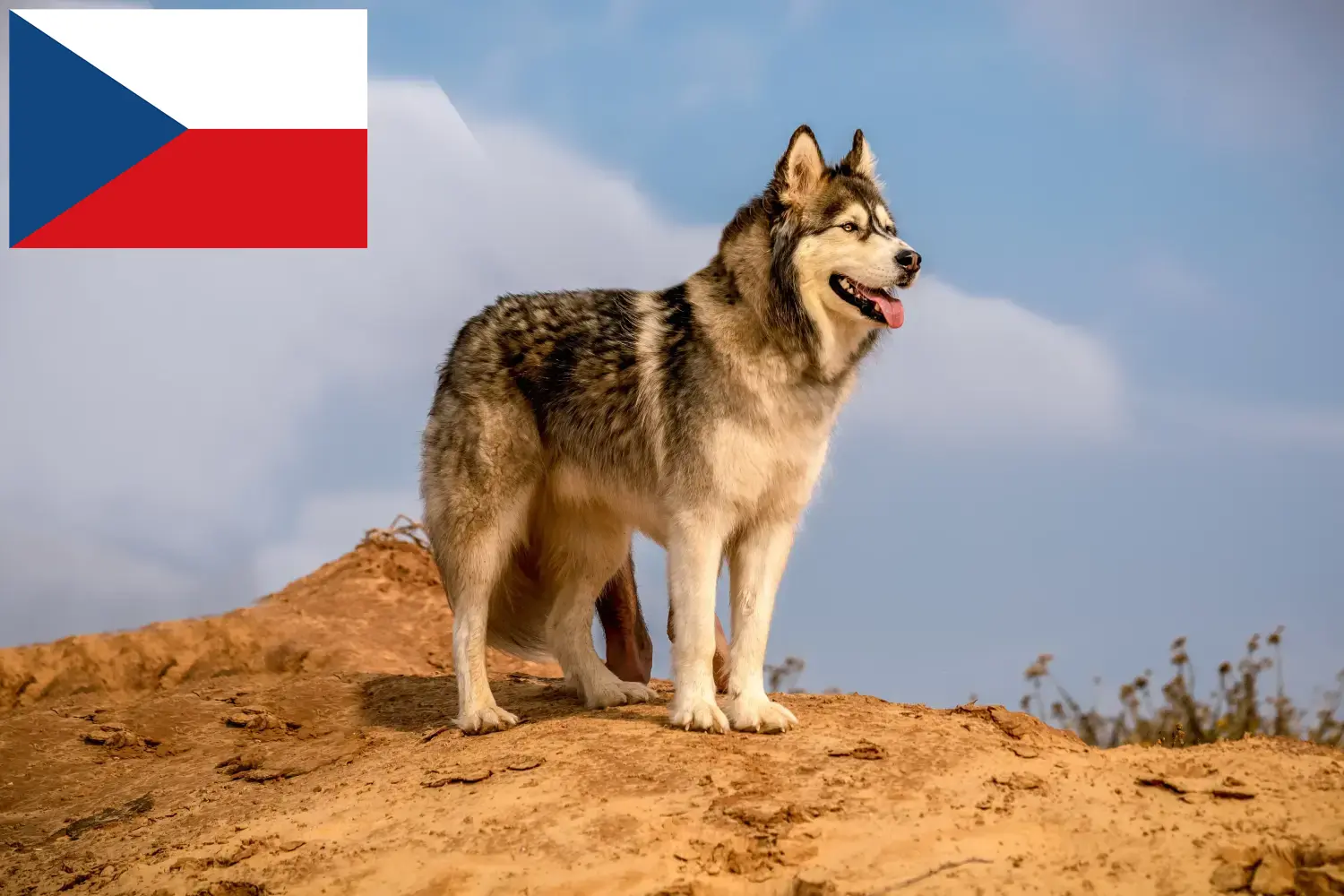 Malamute do Alasca cachorros e criadores República Checa Aqui pode encontrar criadores de Malamutes do Alasca na República Checa.