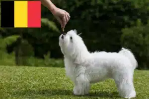 Read more about the article Criadores e cachorros de Maltês na Bélgica
