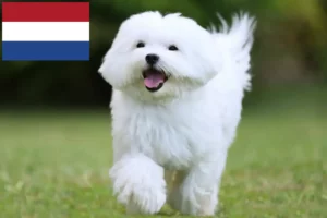 Read more about the article Criadores e cachorros de Maltês nos Países Baixos