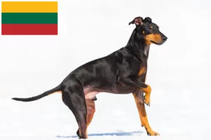 Read more about the article Criadores de Manchester Terrier e cachorros na Lituânia