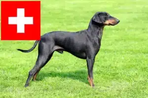 Read more about the article Criadores de Manchester Terrier e cachorros na Suíça