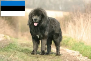 Read more about the article Criador de cães tibetanos e cachorros em Estónia