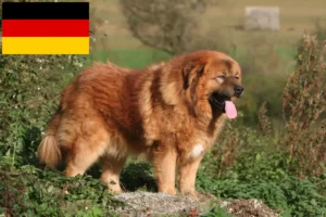 Read more about the article Criadores de Mastim Tibetano e cachorros na Alemanha