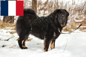 Read more about the article Criadores de Mastim Tibetano e cachorros em França
