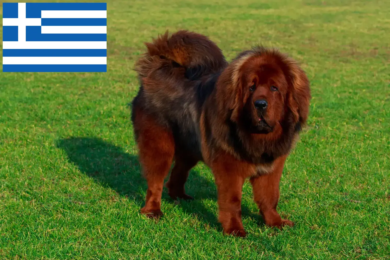 Read more about the article Criador de cães tibetanos e cachorros na Grécia