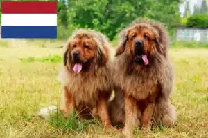 Read more about the article Criadores de Mastim Tibetano e cachorros nos Países Baixos