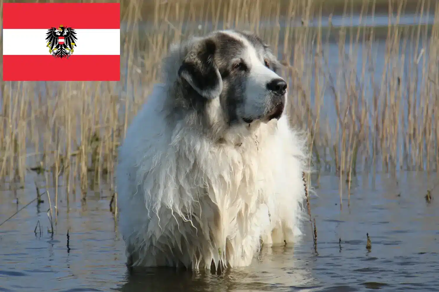 Mastín del Pirineo cachorros e criadores Áustria Aqui pode encontrar criadores de Mastín del Pirineos na Áustria.