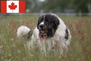 Read more about the article Mastín del Pirineo criadores e cachorros no Canadá