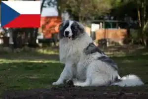 Read more about the article Criadores de Mastín del Pirineo e cachorros na República Checa