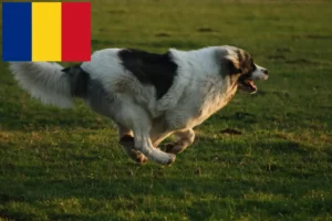 Read more about the article Criadores de Mastín del Pirineo e cachorros em Roménia