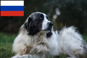 Read more about the article Criadores de Mastín del Pirineo e cachorros na Rússia