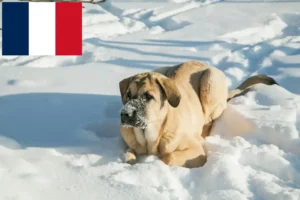 Read more about the article Criadores e cachorros de Mastín Español em França