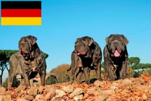 Read more about the article Criadores de Mastino Napoletano e cachorros na Alemanha