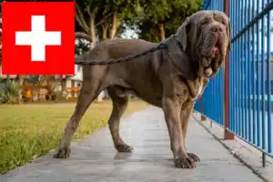 Read more about the article Criadores de Mastino Napoletano e cachorros na Suíça