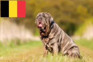 Read more about the article Criadores de Mastino Napoletano e cachorros na Bélgica
