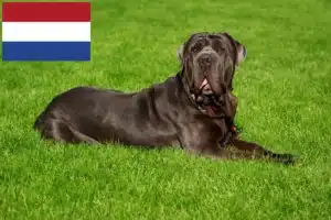 Read more about the article Criadores e cachorros de Mastino Napoletano nos Países Baixos