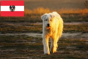 Read more about the article Criadores de Mioritic e cachorros na Áustria